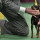 Image for article titled Elegant Updos and Classy Coats at the Westminster Dog Show